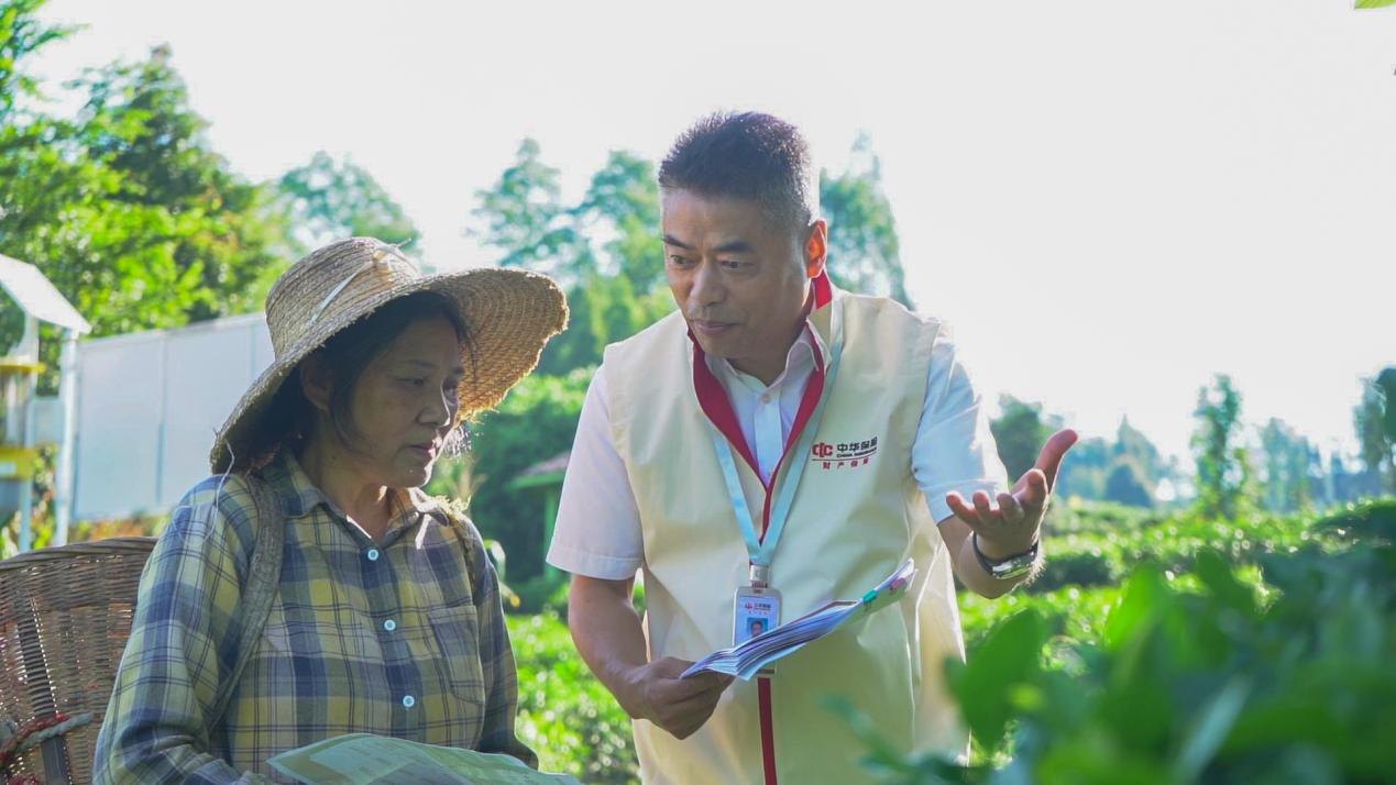 从“靠天吃饭”到“靠险稳收” 雅安400户茶农背后的金融护茶新路径